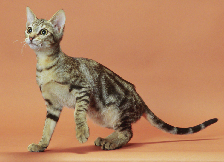 Breed Comparisons Sokoke World Cat Congress
