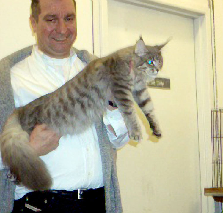 Eric Reijers helping out as a steward/handler in Allan Raymond's ring with a winning Maine Coon.