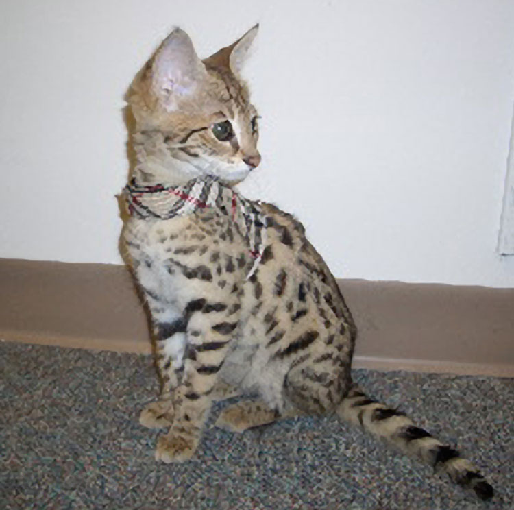 The unquestionable star of the Houston weekend, a Savannah kitten.