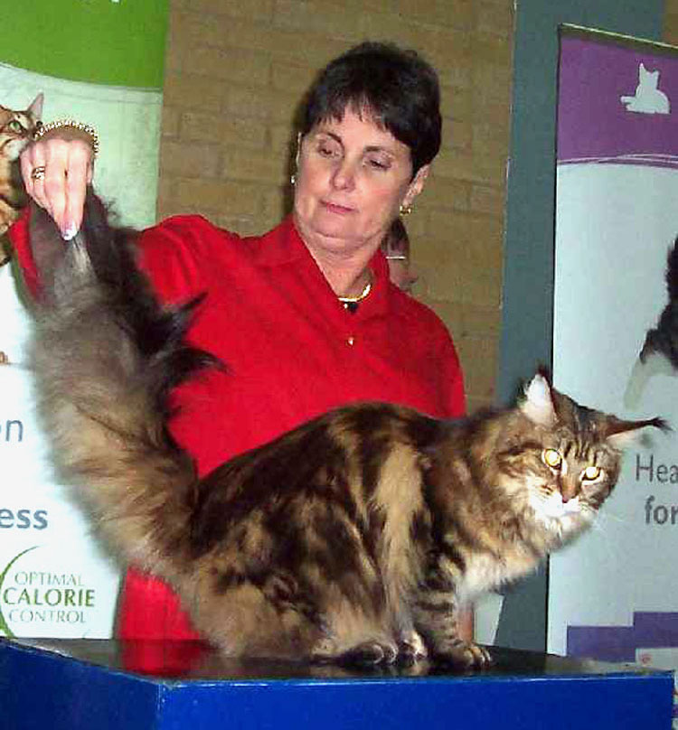 Pam Delabar judging a Maine Coon at the show