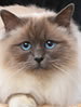 ACF Birman