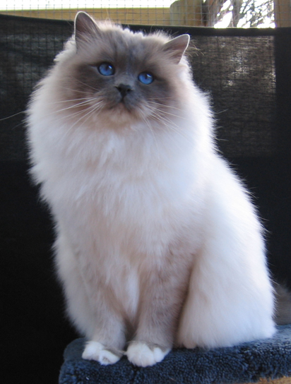 Breed Comparisons Birman World Cat Congress