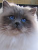 CCCA Birman