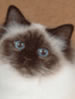 CFA Birman