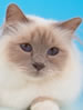 GCCF Birman