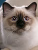 TICA Birman