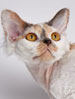 a NZCF Devon Rex Longhair