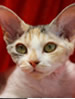 ACF Devon Rex