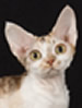 CFA Devon Rex