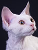 FIFe Devon Rex