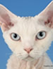GCCF Devon Rex
