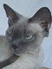 NZCF Devon Rex