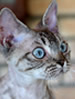 SACC Devon Rex