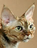 TICA Devon Rex