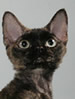 WCF Devon Rex
