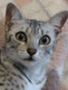 CCCA Egyptian Mau