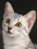 FIFe Egyptian Mau