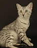 GCCF Egyptian Mau