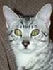 NZCF Egyptian Mau