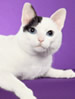 CFA Japanese Bobtail
