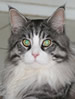 ACF Maine Coon