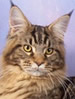 FIFe Maine Coon