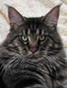 NZCF Maine Coon