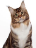 TICA Maine Coon