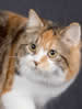 CFA Manx Longhair