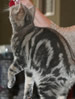 CCCA Manx Shorthair