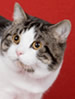CFA Manx Shorthair