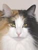 ACF Norwegian Forest Cat
