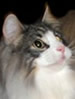CCofA Norwegian Forest Cat