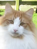 NZCF Norwegian Forest Cat