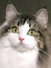 TICA Norwegian Forest Cat
