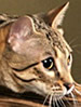 TICA Ocicat