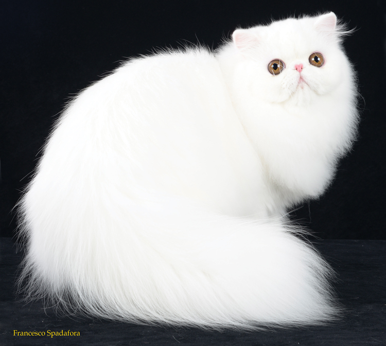 Breed Comparisons - Persian | World Cat Congress
