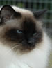 FIFe Sacred Birman