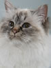 WCF Sacred Birman