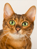 ACF Toyger