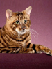 NZCF Toyger