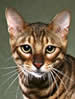 TICA Toyger