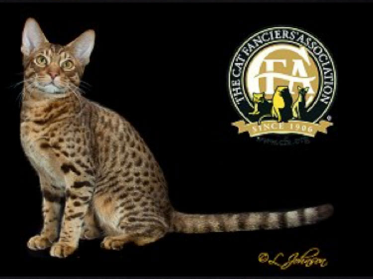 The Kitten of the Year was GC, NW Dotdotdot BornintheUSA of Wild Rain (“Uncle Sam”), a Chocolate Spotted Male Ocicat, born on March 25, 2014.