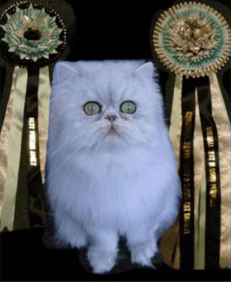 The Blue Chinchilla, Blue Shaded Silver Persian and Blue Golden Persian were welcomed into the Persian breed classes.