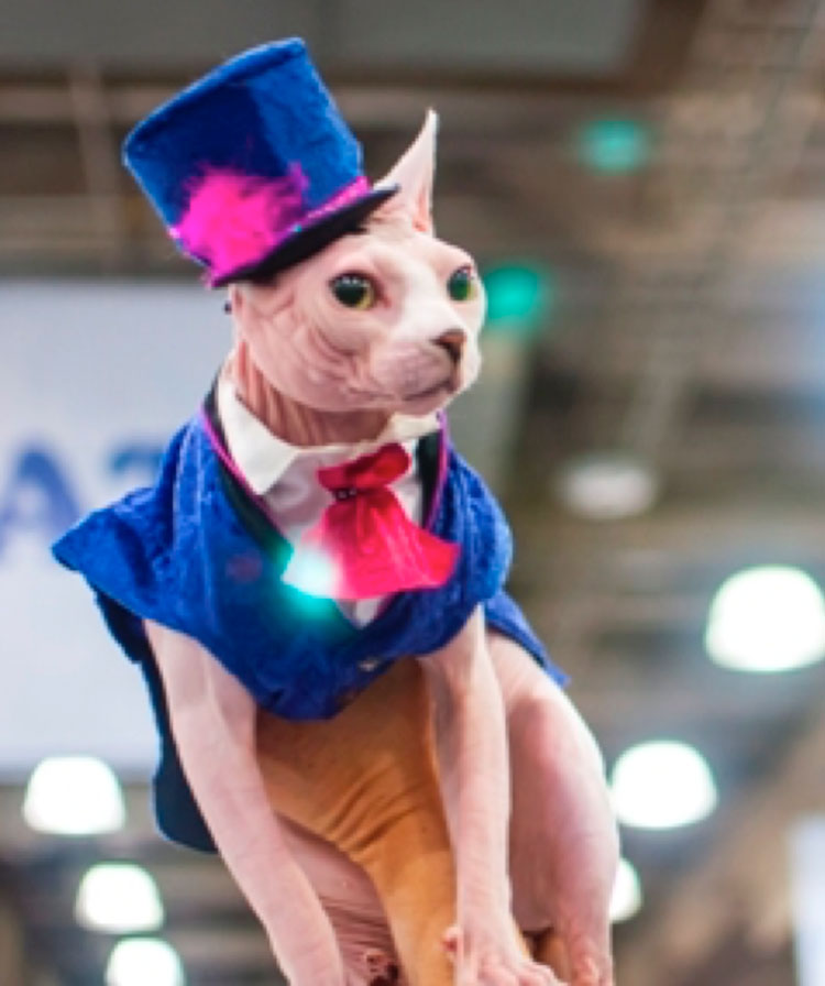 Meet the Breeds, co-hosted by the American Kennel Club in New York City