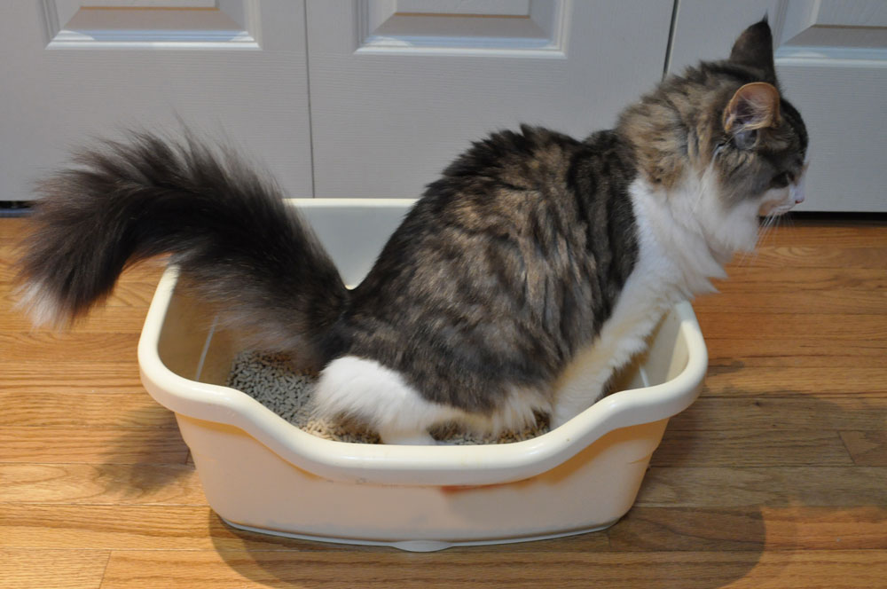 Hygiene of the litter box in catteries: my recommendations