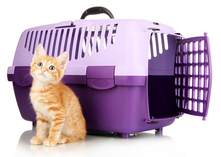 Kittens & Transport: What You Must Tell Their Owners