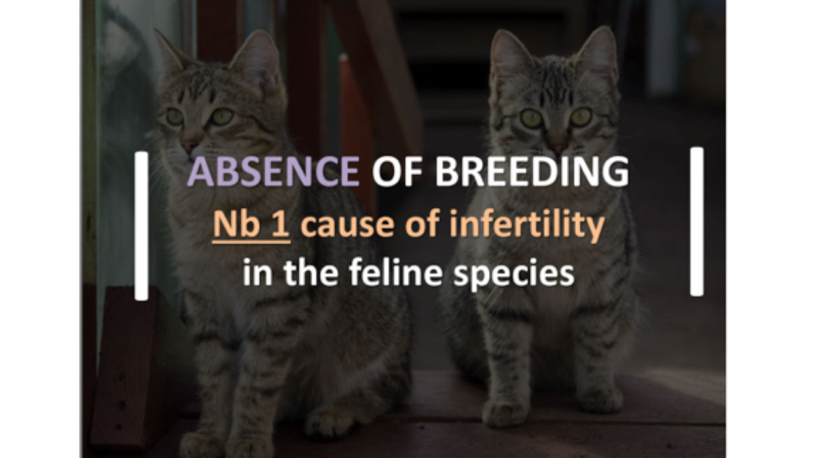 The #1 cause of Infertility in the Feline Species